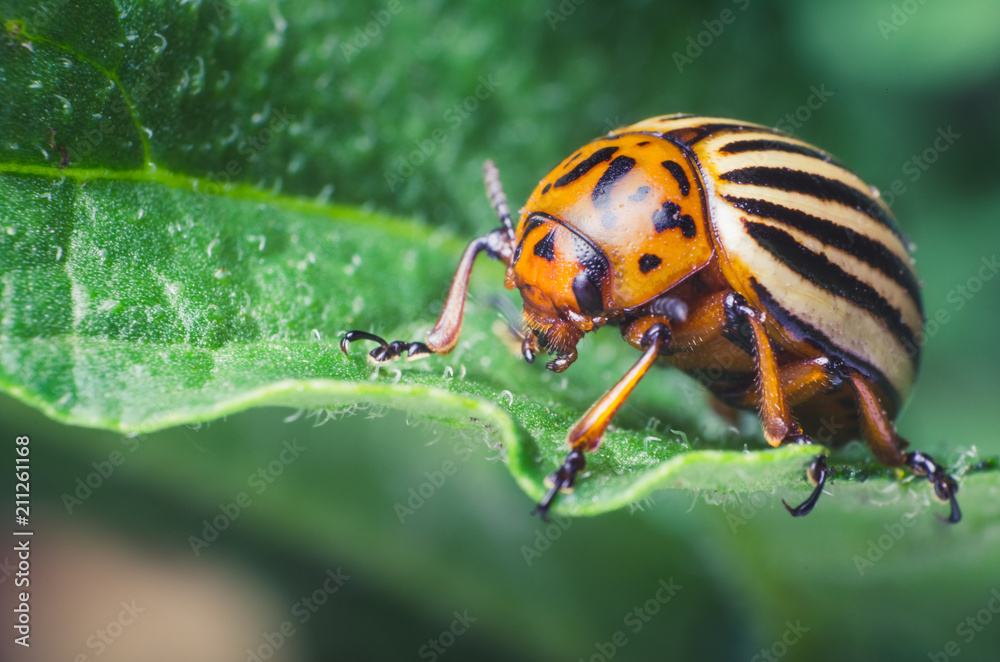 Colorado potato beetle eats potato leaves, close-up Colorado potato beetle eats potato leaves, close-up