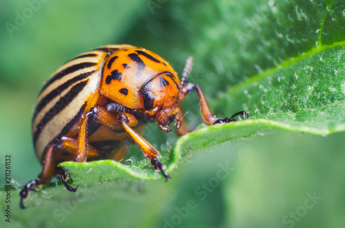 Colorado potato beetle eats potato leaves, close-up © andrei310