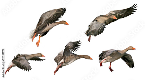 Collection Greylag Goose (Anser anser) on flying, with white background, isolated