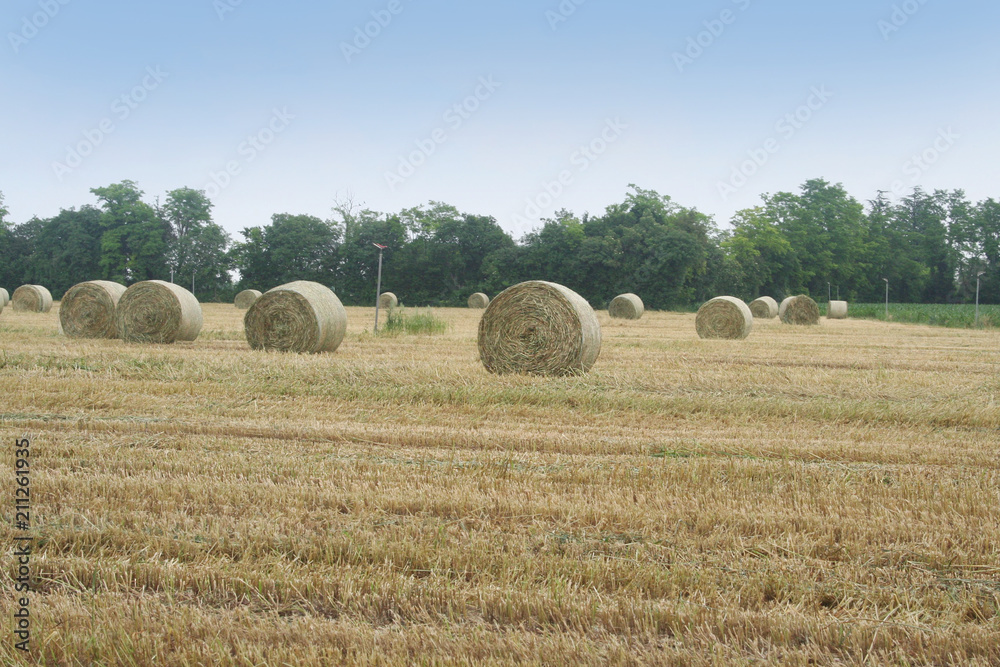 Straw bales in the field. Agricultural landscape in summer