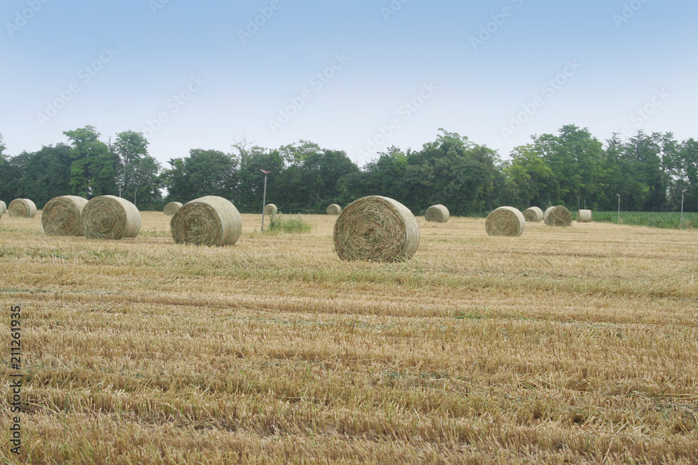 Fototapeta premium Straw bales in the field. Agricultural landscape in summer