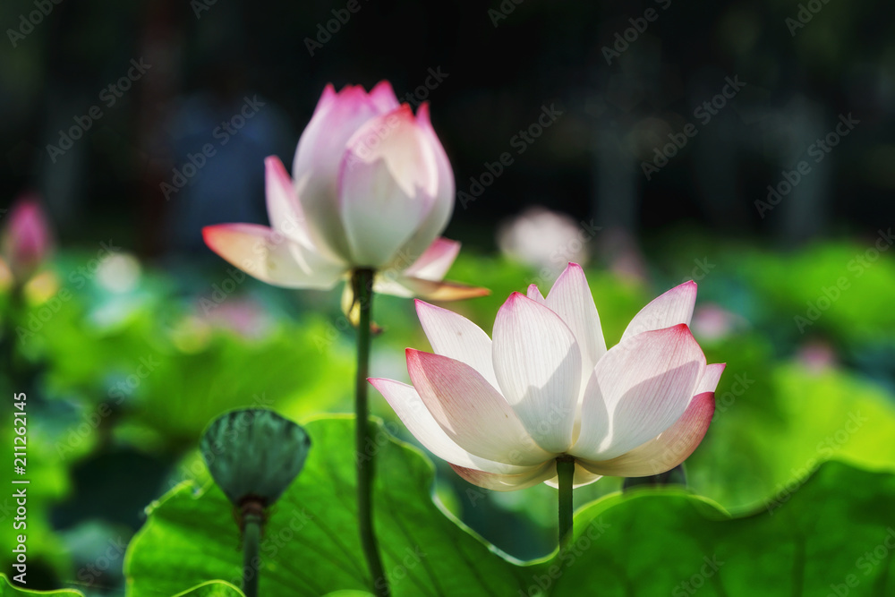 white lotus flower