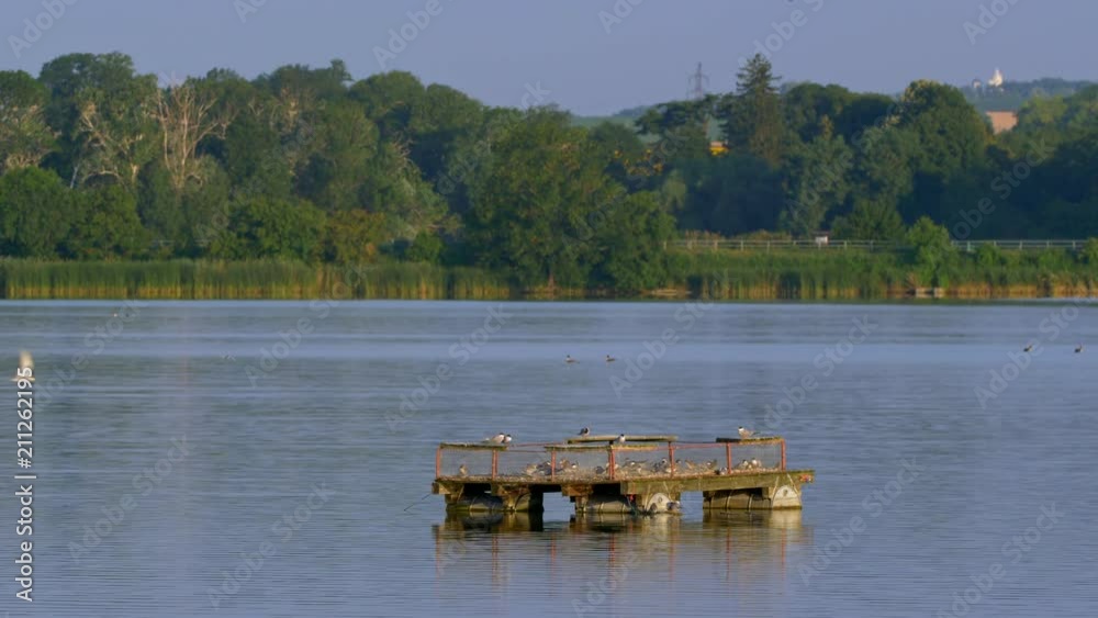 Common tern (Sterna hirundo)