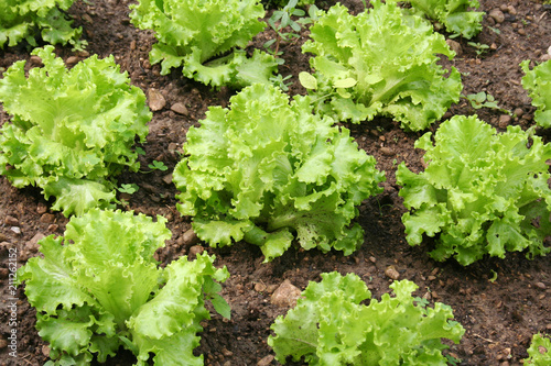 Fresh green lettuce plants growing in the vegetable garden in summer