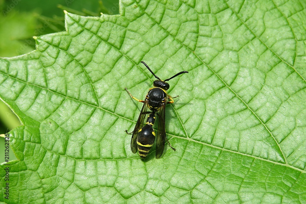 Fototapeta premium Wasp resting on green leaf in the garden, closeup 