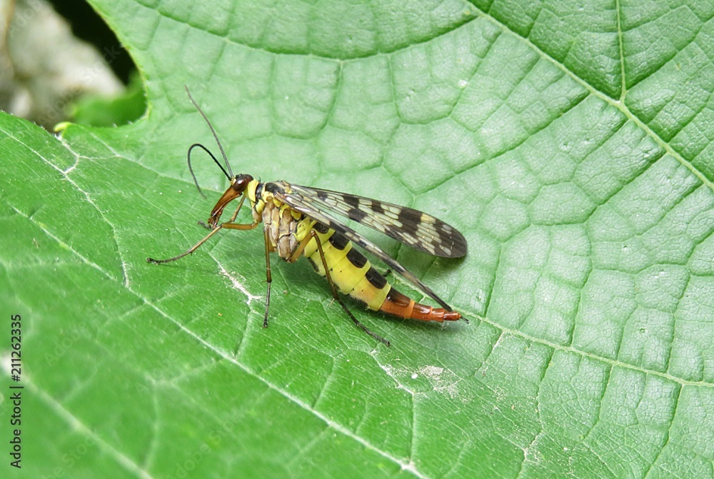 Scorpion fly on green leaf background, closeup
