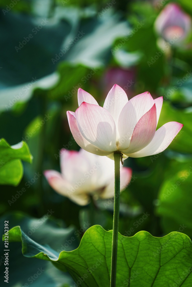 Obraz premium white lotus flower