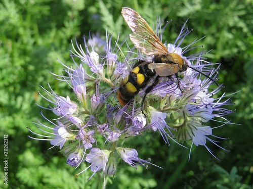 Scolia hirta wasp on phacelia flowers in the meadow, closeup photo