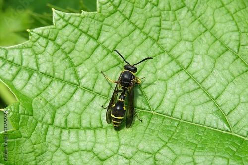 Wasp resting on green leaf in the garden, closeup 