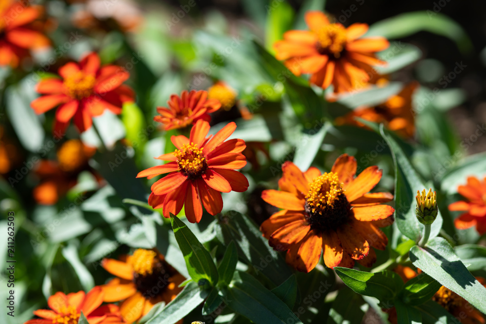 オレンジ色のジニアの花のアップ オレンジ色のジニアの花のアップ