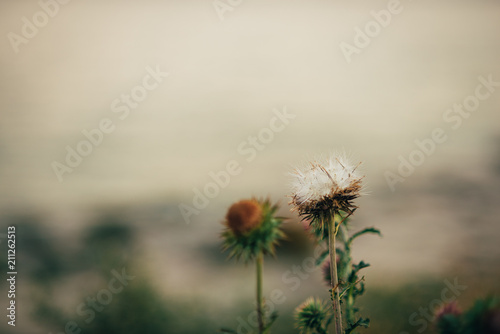 beautiful flowers in the mountains near the sea