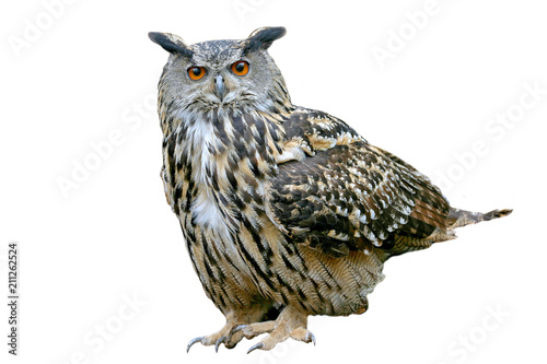 European eagle owl (Bubo bubo), isolated on white background
