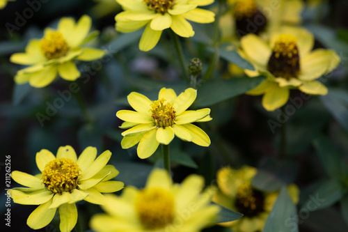 黄色いジニアの花のアップ