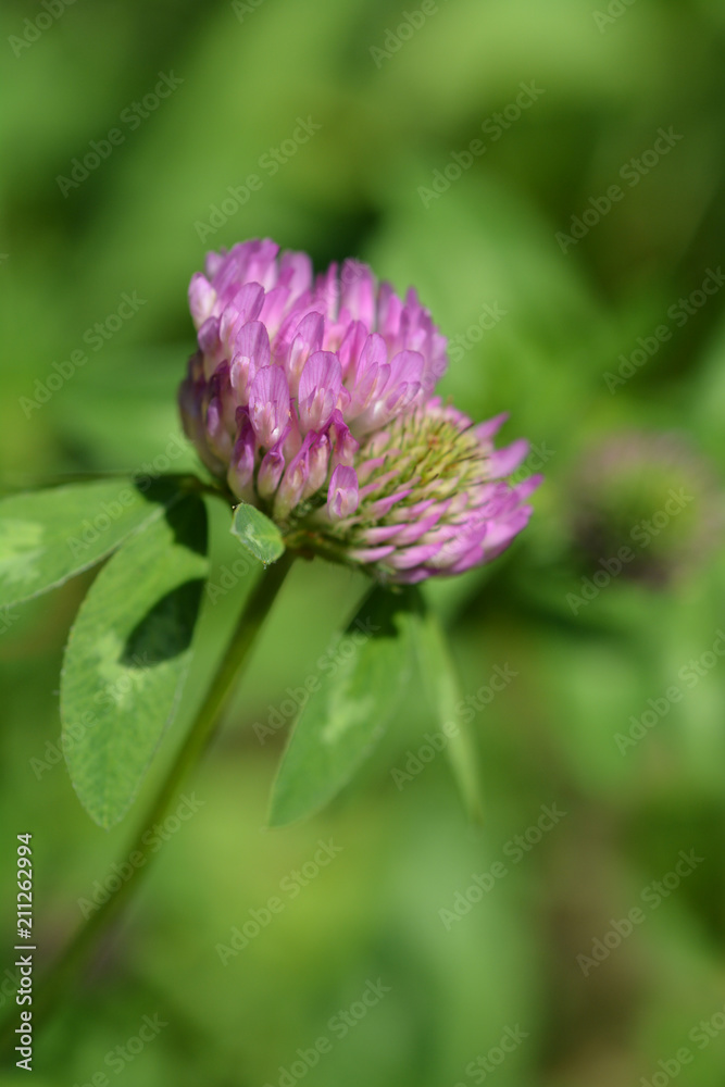 Red clover Red clover