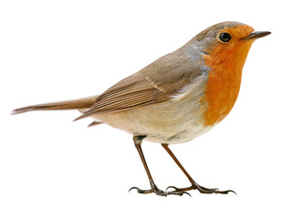 Robin (Erithacus rubecula) isolated on white background