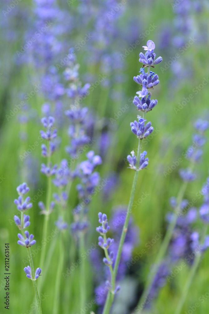 Obraz premium English lavender