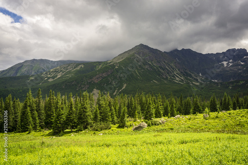 Mountain forest in the sun on the background of the peaks. Tatra Mountains. Poland.