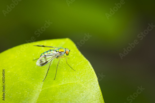 Colorful long-legged fly resting on a green leaf © Luc Pouliot