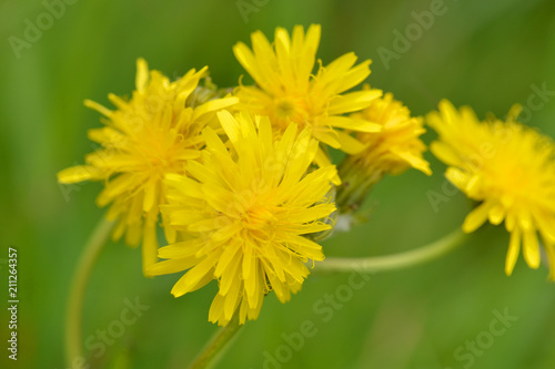 Fototapeta Naklejka Na Ścianę i Meble -  Blüten des Gewöhnlichen Löwenzahn