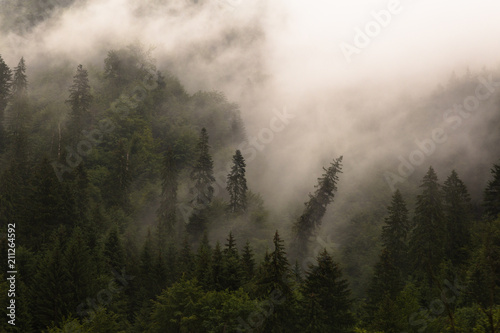 The One. The Different. Within a coniferous wood, one of the pines comes undone and bends down. On a misty background, the pine is distinctive through its oblique position. 