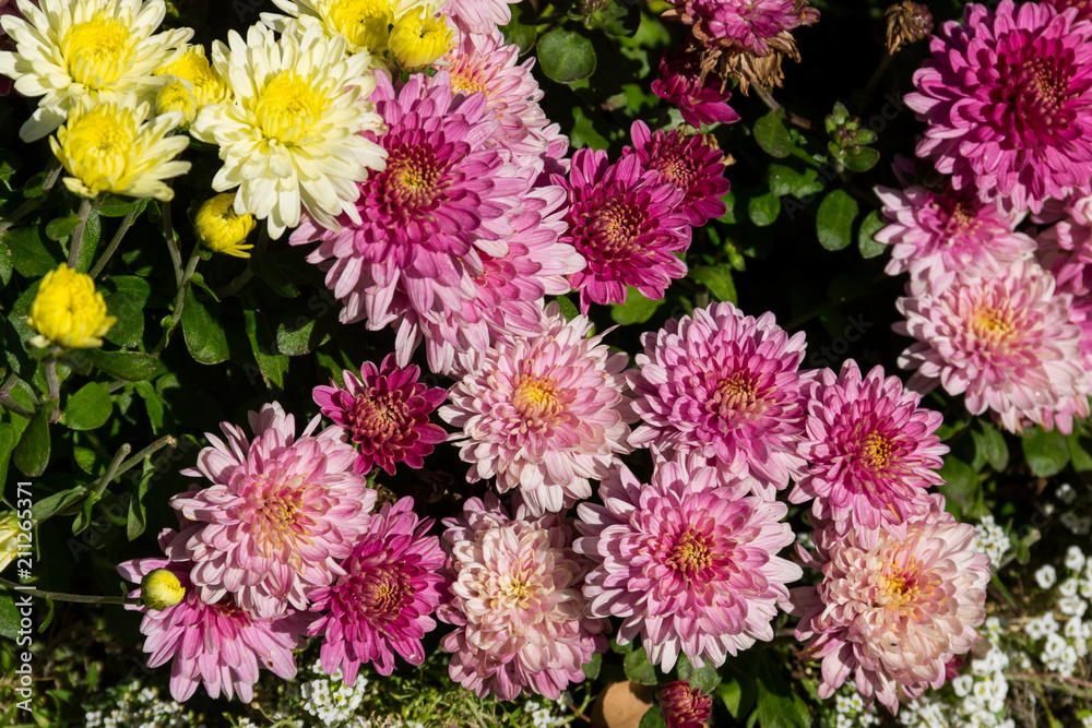 Obraz premium Beautiful chrysanthemums on flowerbed in the garden