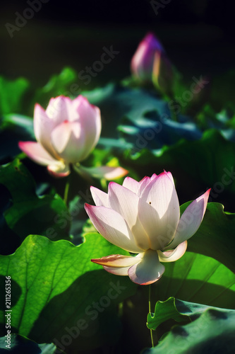 white lotus flower