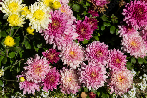 Beautiful chrysanthemums on flowerbed in the garden