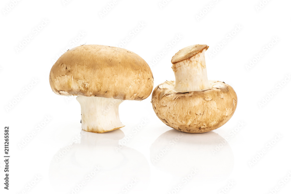 Two brown champignons isolated on white background raw fresh mushrooms. Two brown champignons isolated on white background raw fresh mushrooms.