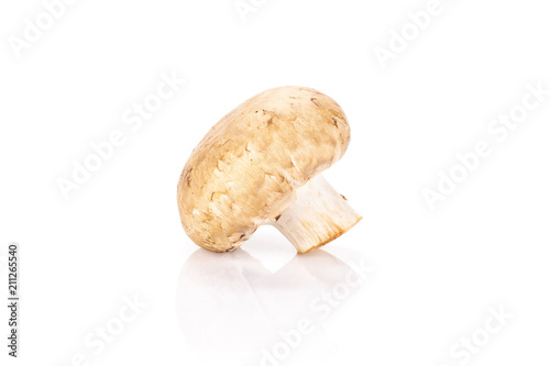 Brown champignon isolated on white background one raw fresh mushroom.