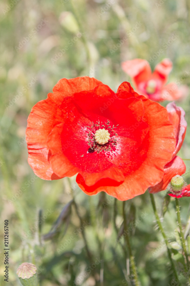 Field of red poppy flowers in the South in early summer Field of red poppy flowers in the South in early summer
