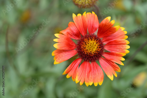 Blanket flower