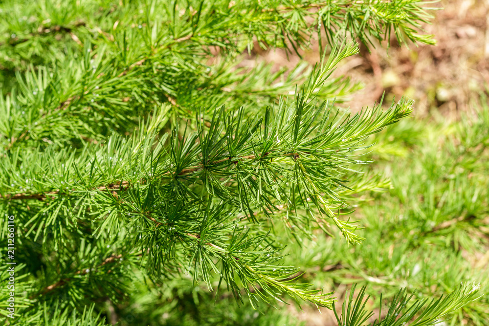 Natural background. The branches and needles of larch close up Natural background. The branches and needles of larch close up