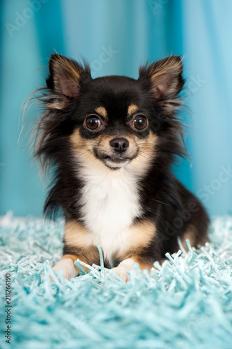 Liegender Chihuahua auf blauem Hintergrund