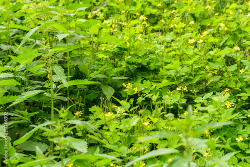 Natural background. The texture of the nettle and celandine plants. photo
