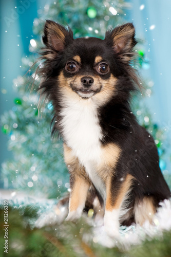 Niedlicher Chihuahua an Weihnachten