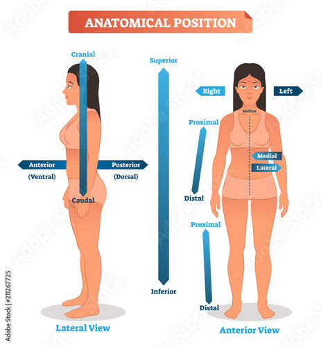 Anatomical positions vector illustration. Scheme of superior, inferior and proximal, distal locations, as well as medial, lateral and anterior, posterior sides photo