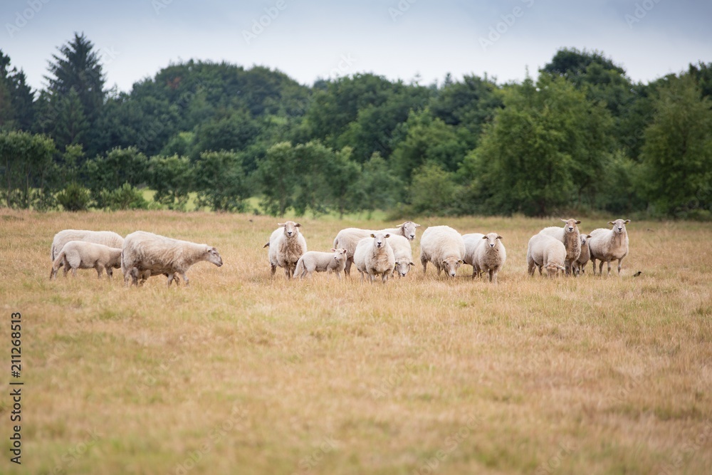 Grazing flock of sheep on meadow