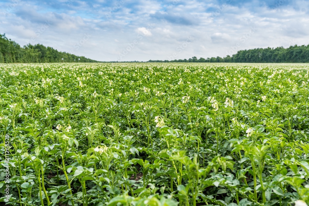 Flowering potato field at summer Flowering potato field at summer