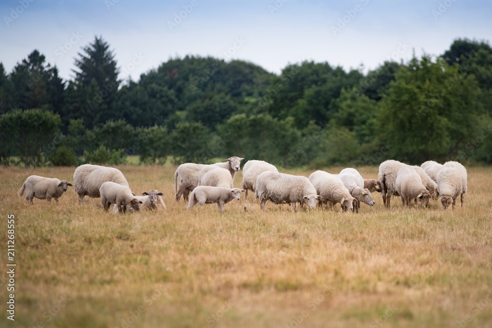 Grazing flock of sheep on meadow