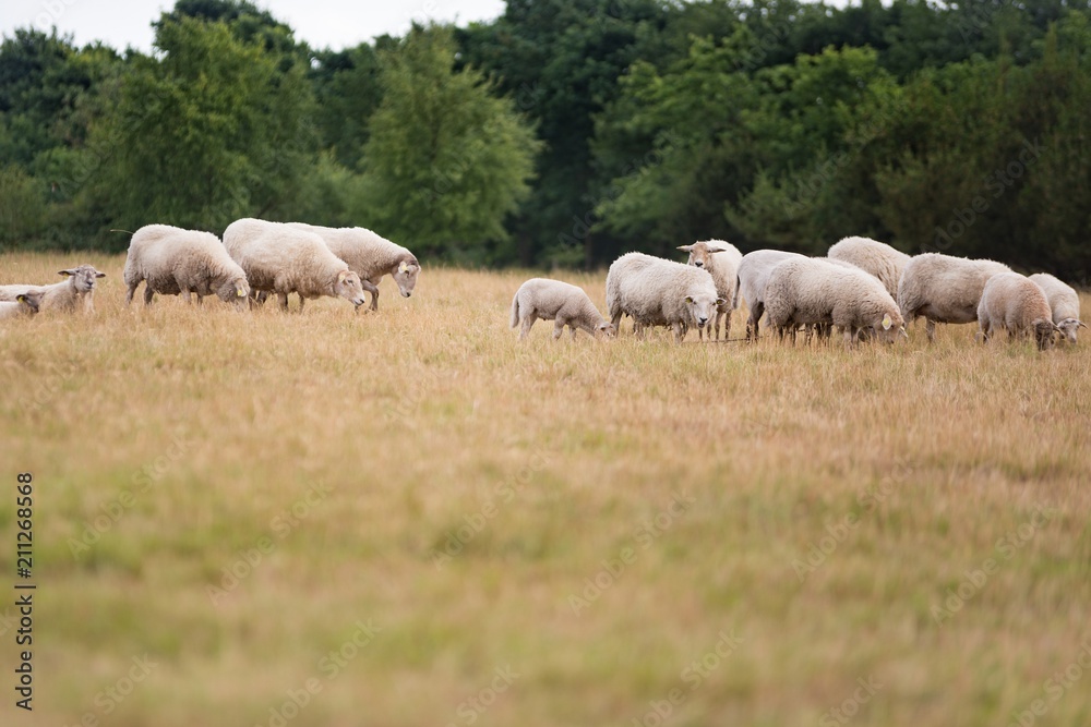 Grazing flock of sheep on meadow
