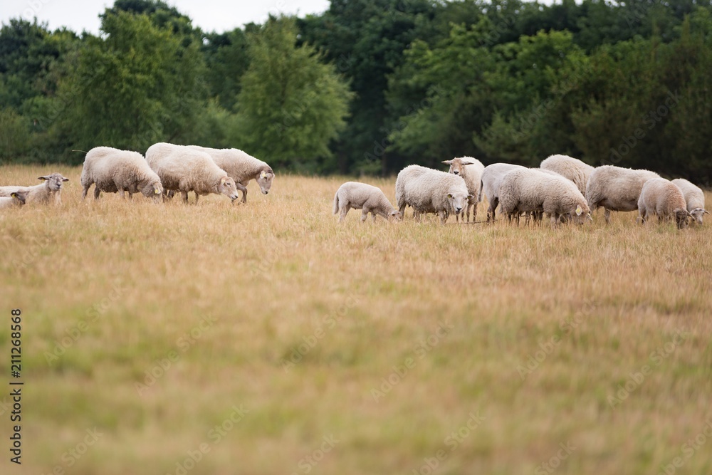 Grazing flock of sheep on meadow Grazing flock of sheep on meadow