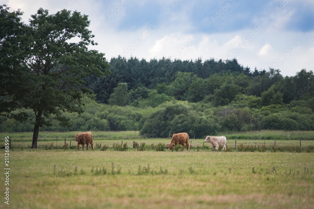 Scottish Highland Cattle cows grazing