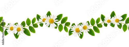 Fresh green leaves of Siberian peashrub and daisy flowers in seamless waved pattern