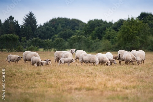 Grazing flock of sheep on meadow © Daniel Jędzura