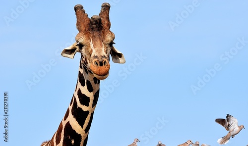 Photography Hanging ears