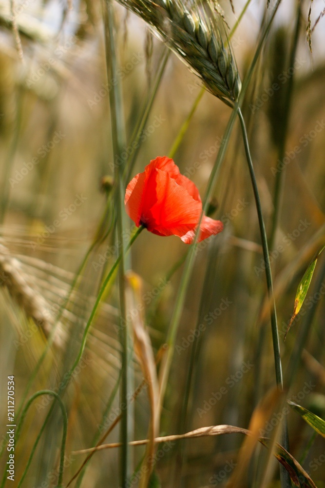 Grain Barley is one of the oldest agricultural crops. Grain Barley is one of the oldest agricultural crops.