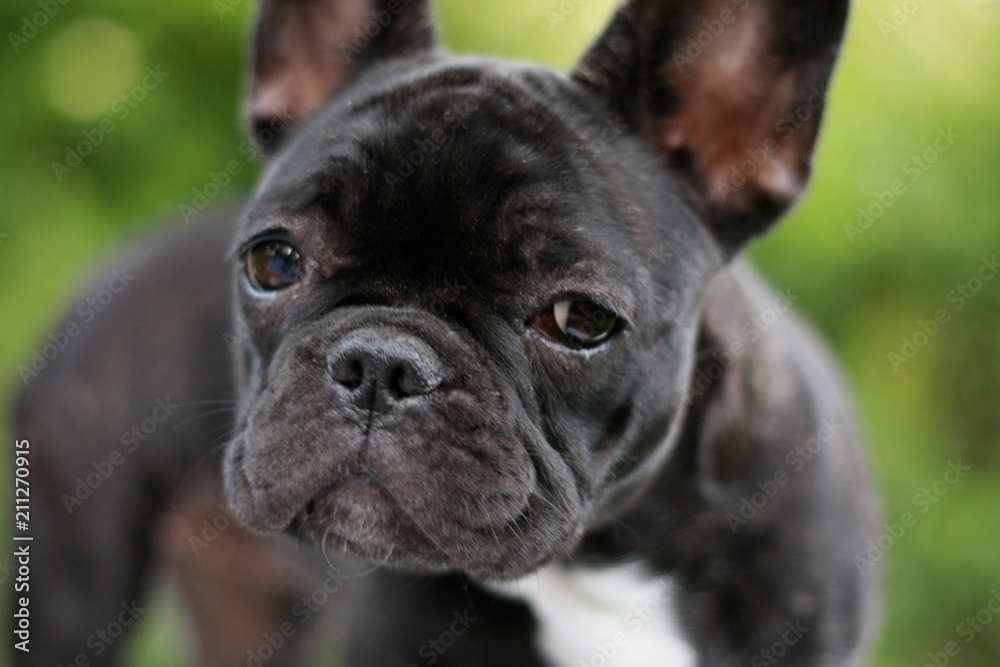 12 Weeks old French Bulldog puppy face closeup 12 Weeks old French Bulldog puppy face closeup