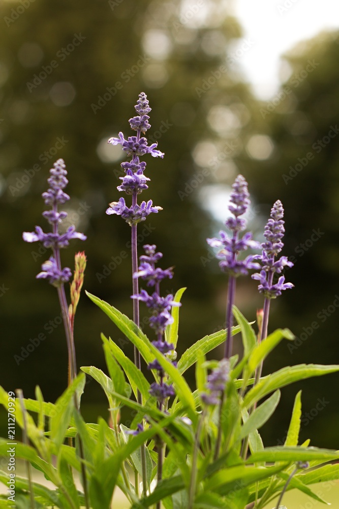 Obraz premium purple flowers in the garden