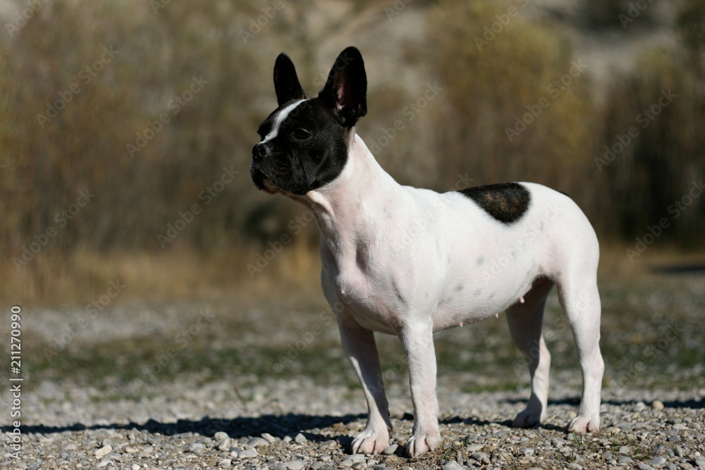 French bulldog and Boston Terrier Mix standing on a road French bulldog and Boston Terrier Mix standing on a road