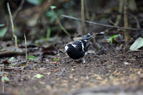 Spotted forktail (Enicurus maculatus) in Dalat, Vietnam photo